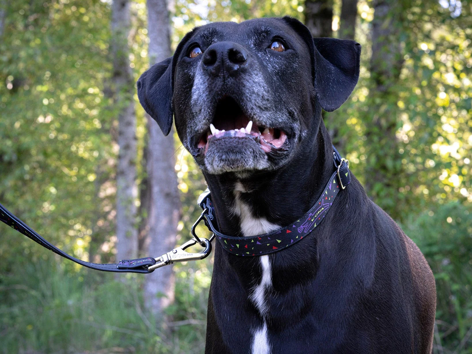 Kona Cycle Dog Collar - Image 2